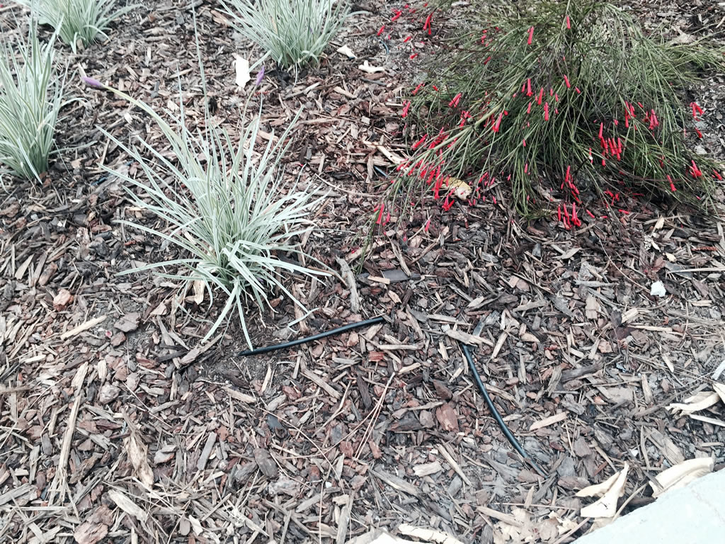 Drought Tolerant Landscaping