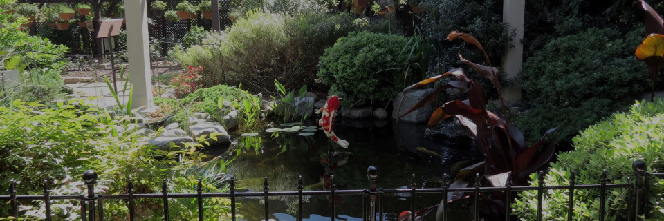 Koi ponds and Waterfalls 
that are a delight to the senses
Call Us (310) 218-6804